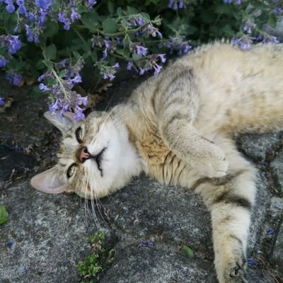 LEWACTWO, kocham koteczki 🐈⬛, niepoprawna pesymistka