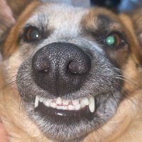 dawg pound david (@dawgpounddavid9) 's Twitter Profile
