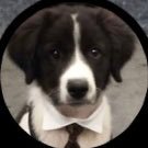puppyboy☆ (@s1llypupbarkin) 's Twitter Profile