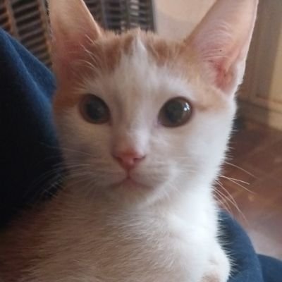 BecaFranco's profile picture. 