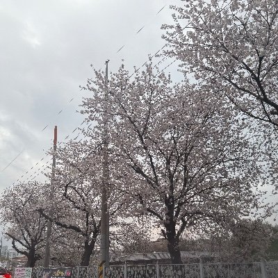 jeonjunagayo's profile picture. 