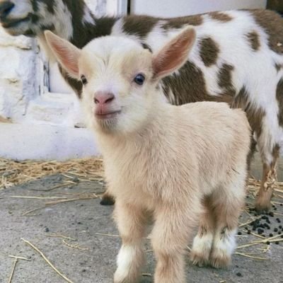 diaryofadumbbb's profile picture. Mjhyy kya mein to aloo hoon