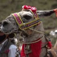 LCarguera86458's profile picture. 