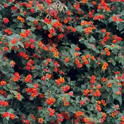 Mag. en Comunicación. Escucho más horas de podcast de las que estoy despierta. Escribo una newsletter: el bardito de lu 🌸.