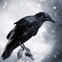 Ravenmaster (@ravenmaster1) 's Twitter Profile