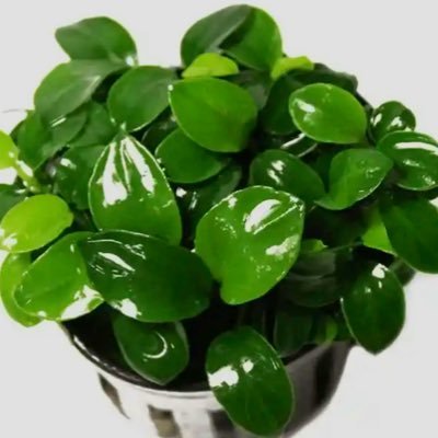 AAnubias's profile picture. 