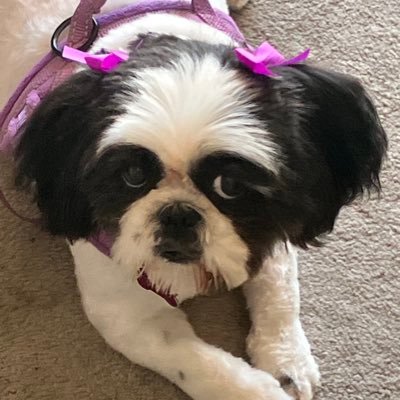 idowed's profile picture. 