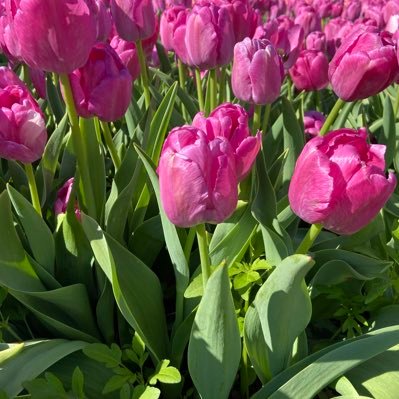 supaojisan's profile picture. 20↑ 腐向け