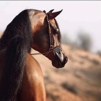 ﮼أبوعدي🇸🇦 (@wiley4848) 's Twitter Profile