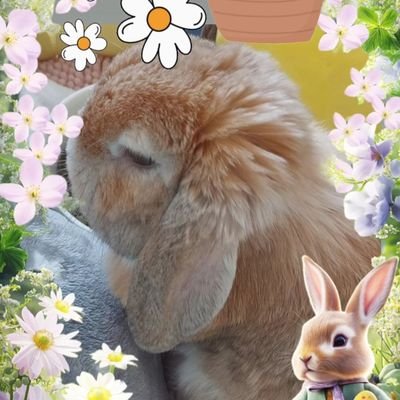fEiDyeaAnIaGLyL's profile picture. うさぎさんを飼っています。大切な家族です。
難癖アカウント即ブロックします。怪しい詐欺まがいも即ブロックします。