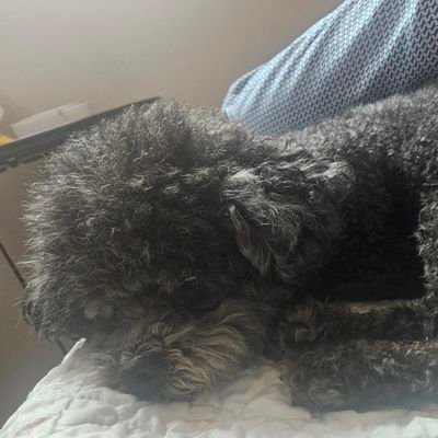 honululunormal's profile picture. R18 NSFW  ARCHIVE  ACCOUNT