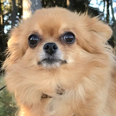 祖国日本を愛し、日本の国益の為に微力ながら貢献したいという想いで生きてます。DMはご遠慮下さい。 No need for DM