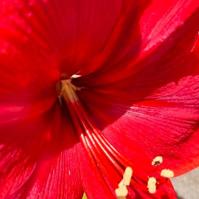 bdkt1's profile picture. C&A SMAP ぼる塾