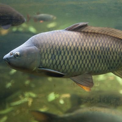 Fishing, camping, hiking.....
Pronouns are Uglystick, Zebco,Glock, 10mm/300BO. 1A, 2A. Pure Blood
🚫DM's