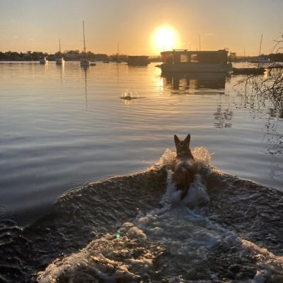 BoomBoyNoosa's profile picture. No matter the problem, Defi is the solution. Hex, PulseChain, PulseX & everything Richard Heart stands for is GENUINE decentralised finance