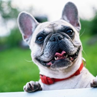 butterflies038's profile picture. Friendly Cool & Optimistic 🤩 
Loves Football ⚽ 
Funny videos 🔥
Travel & Animals 💕🤗