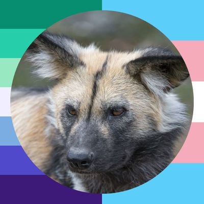Dteam fan | Dream main | HE/HIM | Multifandom | Fictionkin + Therian :) | C!DNF MY BABIES