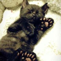 milo โโงโหโฉ ๐ช (@skibidimilk_) 's Twitter Profile Photo milo โโงโหโฉ ๐ช (@skibidimilk_) 's Twitter Profile Photo