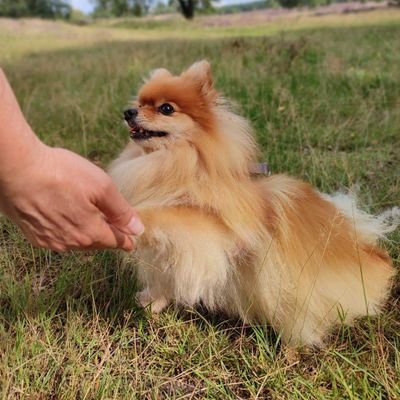 AllesFritz's profile picture. Die Hoffnung stirbt zuletzt