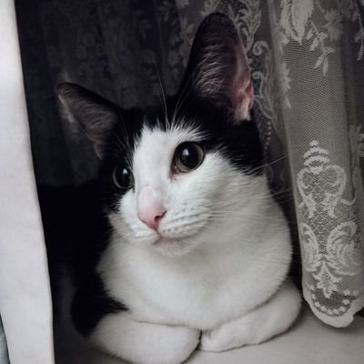 Born Feb '19, (mum's decided 14th 💕), adopted 11/11/20. Mummy is an ordinary woman who believes in Laughter, Happiness and Kindness 💕 I love her lots ❤️😽
