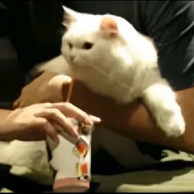 kemorecho's profile picture. icecream