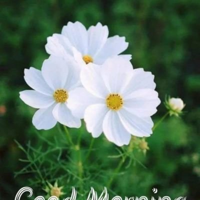 Noori449Begum's profile picture. 