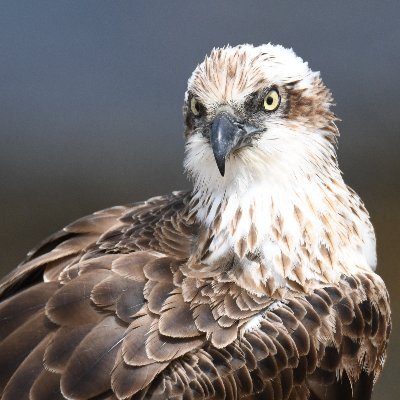 I am very concerned about Climate Alarmists and their wind turbines killing Illawarra birdlife and cetaceans. I am a Climate Alarmist sceptic.