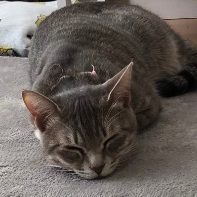 FbkU1fJAJR79618's profile picture. 無言フォロー失礼します/危険なPの注意喚起してます/証拠めっちゃあるんで聞いてくれればすべて見せます