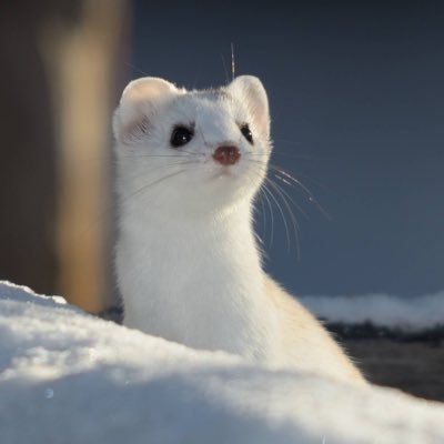 dawopigu_'s profile picture. 