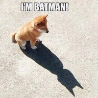 I'm not Batman (@imnotbatmanokay) 's Twitter Profile Photo I'm not Batman (@imnotbatmanokay) 's Twitter Profile Photo