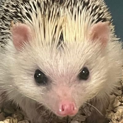 Lihtenshtein22's profile picture. Догадайся.