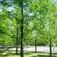 mugi020923117's profile picture. 株式投資、F1、メジャーリーグなど