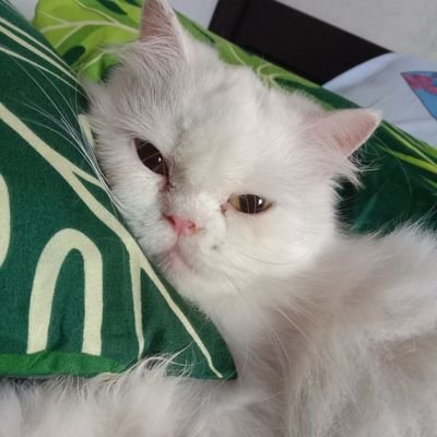 ratuistme's profile picture. akun kotor mon maap
skip klo basa basi