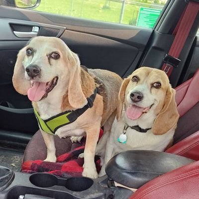 Jasper, 11, a death row escapee to @MWBeagleRescue.
Ferguson, 11, on the lam thanks to @RescueCoop.
Jasper is crazy. Ferg is cozy.
Spoiled rotten by the Oaf.