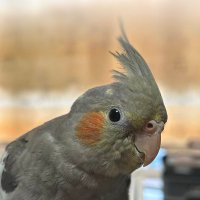 pipi🐬2026中受 (@p202684888) 's Twitter Profile