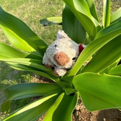 ウリボです🐗子供イノシシです🐗🍼桜島フェリーインフルエンサーになる為にSNS始めました。頑張るのでフォローで応援📣して欲しいです。 ピクミンブルームとポケポケと桜島フェリーが好きです。 -人生は宝さがしだね-