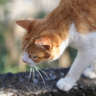 chiot1011's profile picture. 新手攝影📷