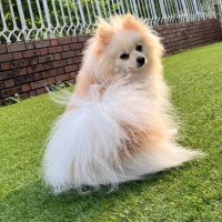 ポメラニアンのうるのパパ (@urunopapa) Twitter profile photo