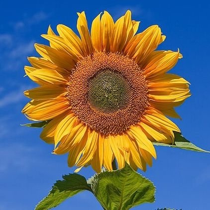 sunflower_s__'s profile picture. F R E E || Deep within the ‘Jesus gig’😇