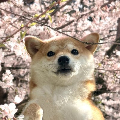 I have a passion for all things furry, feathered, and finned! My heart belongs to my adorable rescue dog, Max