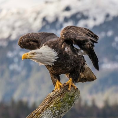 freespeechless0's profile picture. Freethinker Truthseeker Patriot Father Husband Carpenter Live Free or Die 🇺🇸🇺🇸🦅