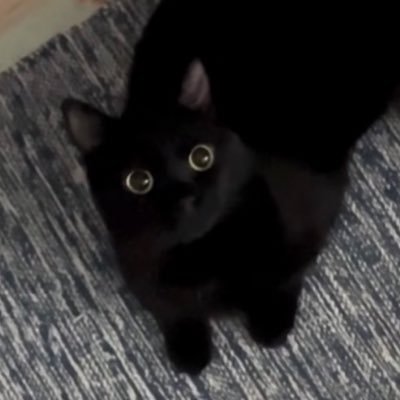 pittseleh's profile picture. little green apples / 25