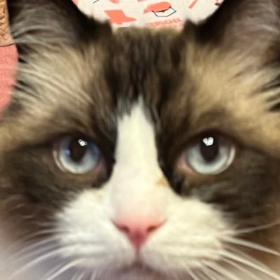 Ｌにゃんこさんのプロフィール画像