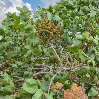 Gaziantep (@birelli78) 's Twitter Profile