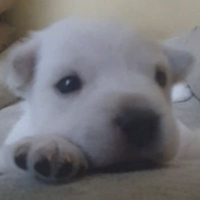 띠