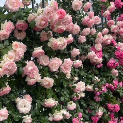 taaaaatuta's profile picture. 18↑ 高卒済 地雷なし