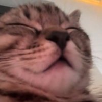 디디루피 (@ddluffpy) 's Twitter Profile