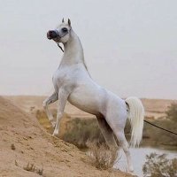 AH MED (@ahmedmasoud460) 's Twitter Profile