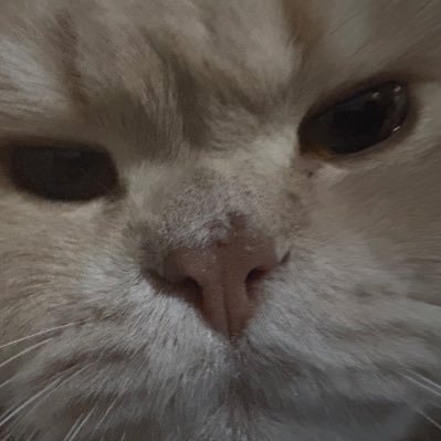 dj4ngoUnchained's profile picture. 