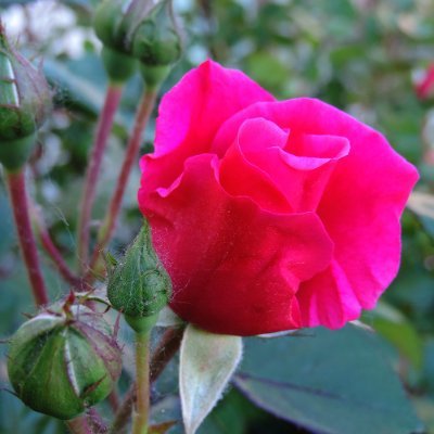 CarmeloDelacr19's profile picture. Dejo el de ver cosas insanas, me convierto, arrepentido de mis pecados.